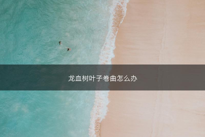 龙血树叶子卷曲怎么办(图1) 龙血树叶子卷曲怎么办(图1)