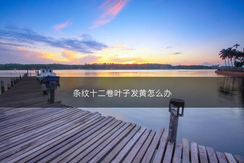 条纹十二卷叶子发黄怎么办(图1)