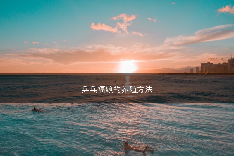 乒乓福娘的养殖方法(图1)