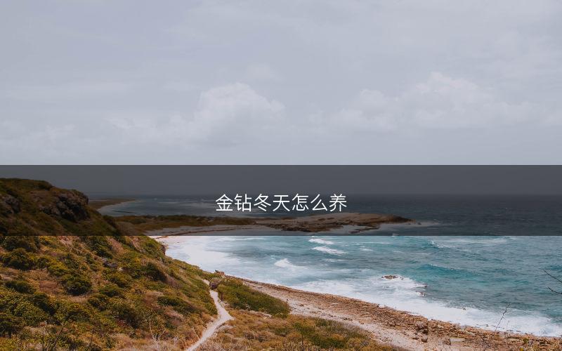 金钻冬天怎么养(图1)