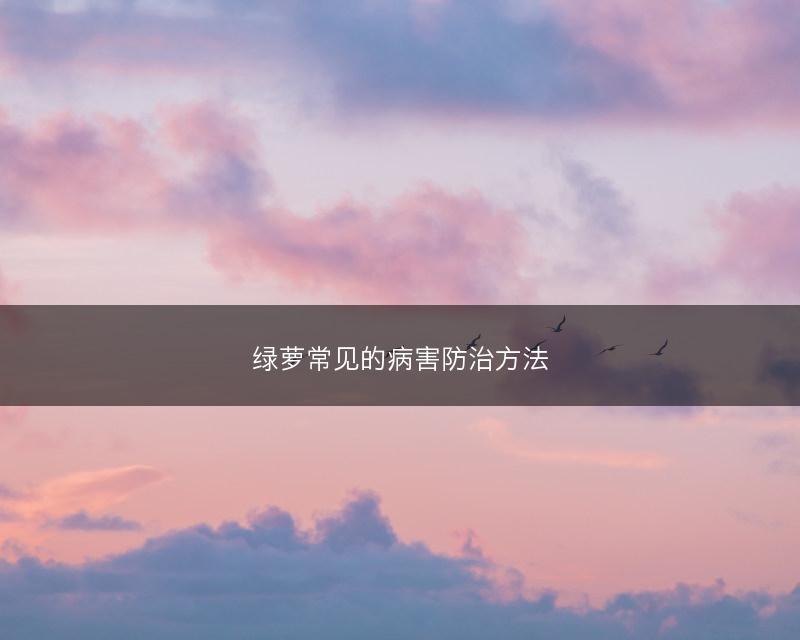 绿萝常见的病害防治方法(图1) 绿萝常见的病害防治方法(图1)