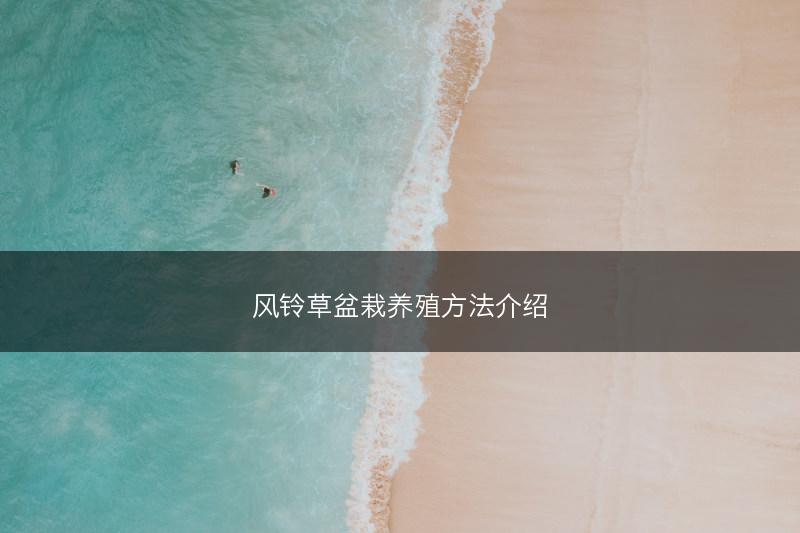 风铃草盆栽养殖方法介绍(图1) 风铃草盆栽养殖方法介绍(图1)