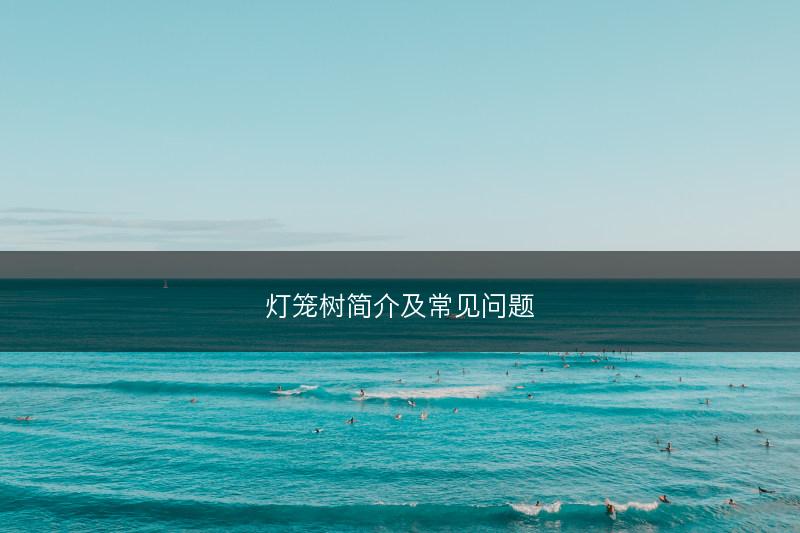 灯笼树简介及常见问题(图1) 灯笼树简介及常见问题(图1)