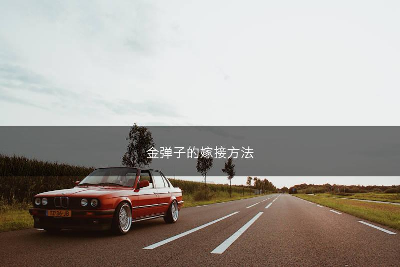 金弹子的嫁接方法(图1) 金弹子的嫁接方法(图1)