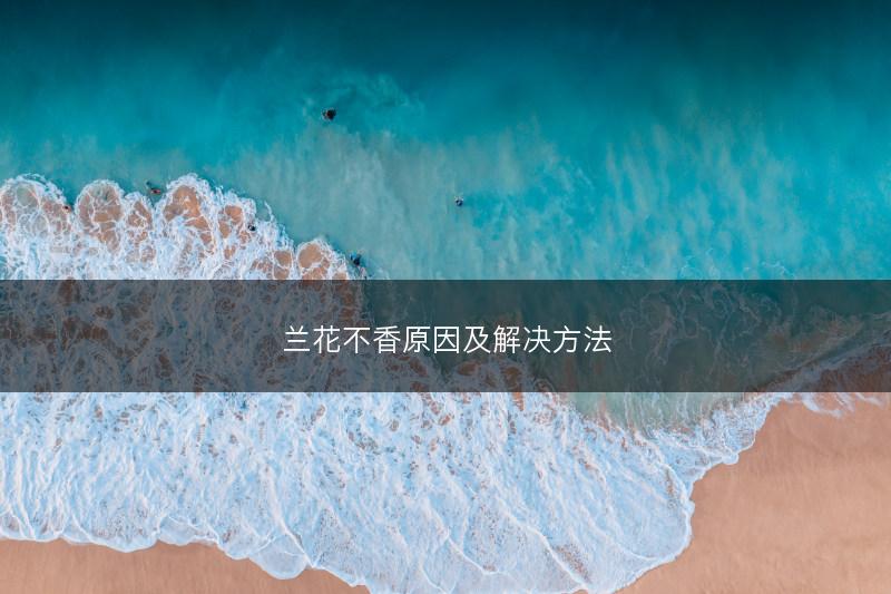兰花不香原因及解决方法(图1) 兰花不香原因及解决方法(图1)