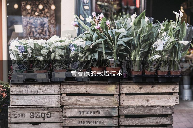 常春藤的栽培技术(图1) 常春藤的栽培技术(图1)