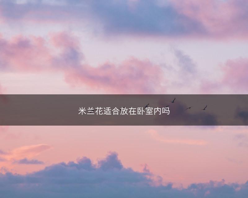 米兰花适合放在卧室内吗(图1) 米兰花适合放在卧室内吗(图1)