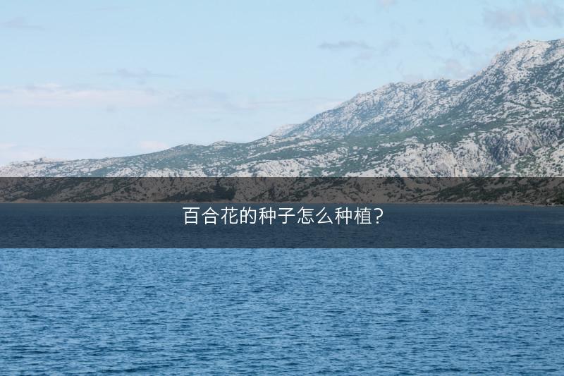 百合花的种子怎么种植?(图1) 百合花的种子怎么种植?(图1)