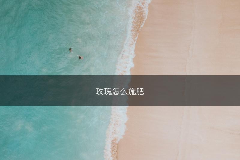 玫瑰怎么施肥(图1) 玫瑰怎么施肥(图1)