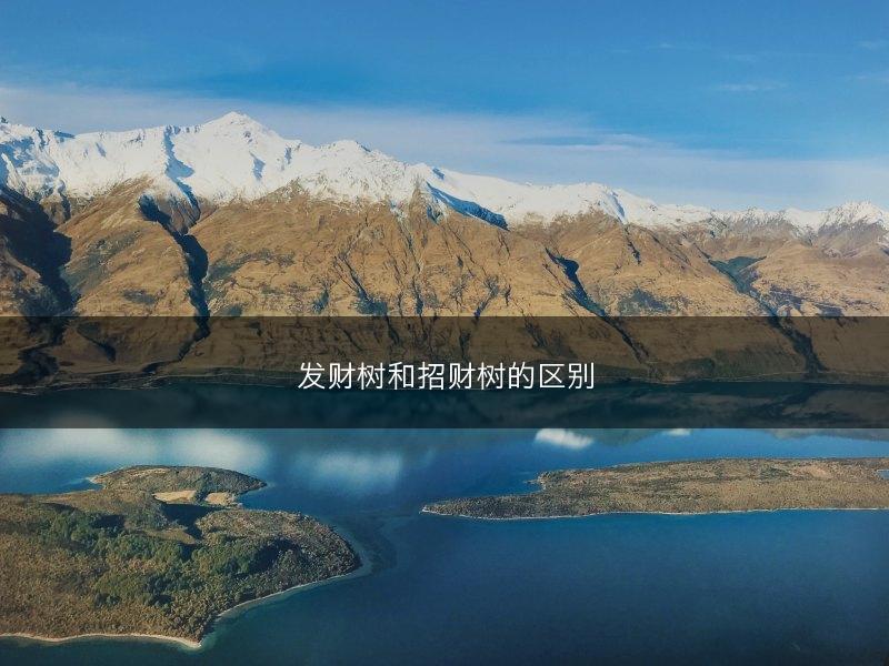 发财树和招财树的区别(图1) 发财树和招财树的区别(图1)