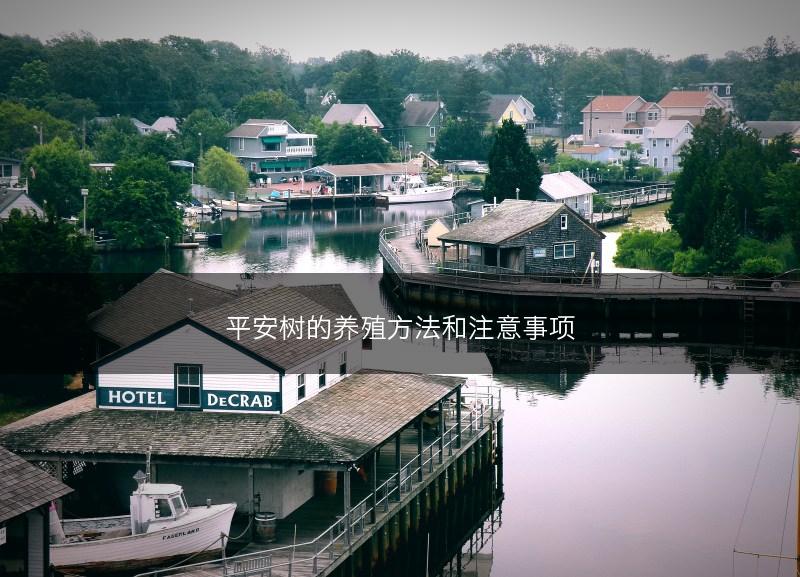 平安树的养殖方法和注意事项(图1) 平安树的养殖方法和注意事项(图1)