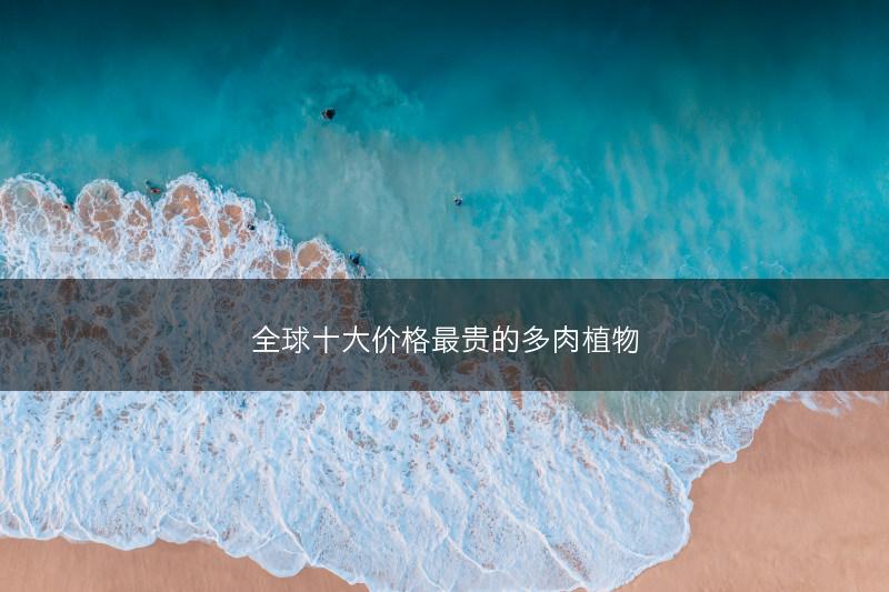 全球十大价格最贵的多肉植物(图1) 全球十大价格最贵的多肉植物(图1)