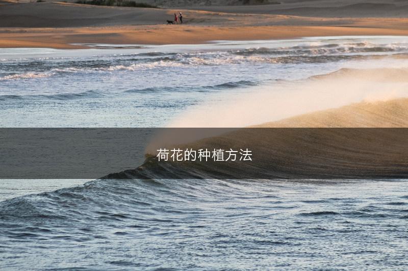 荷花的种植方法(图1) 荷花的种植方法(图1)