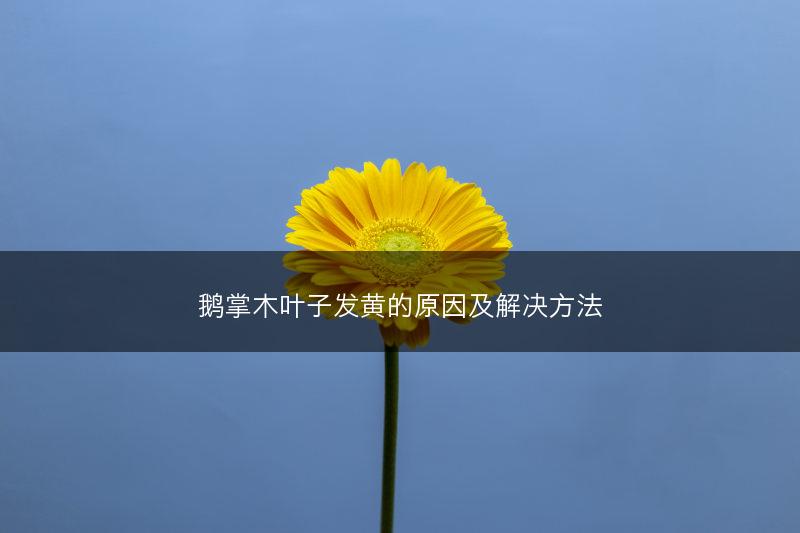 鹅掌木叶子发黄的原因及解决方法(图1) 鹅掌木叶子发黄的原因及解决方法(图1)