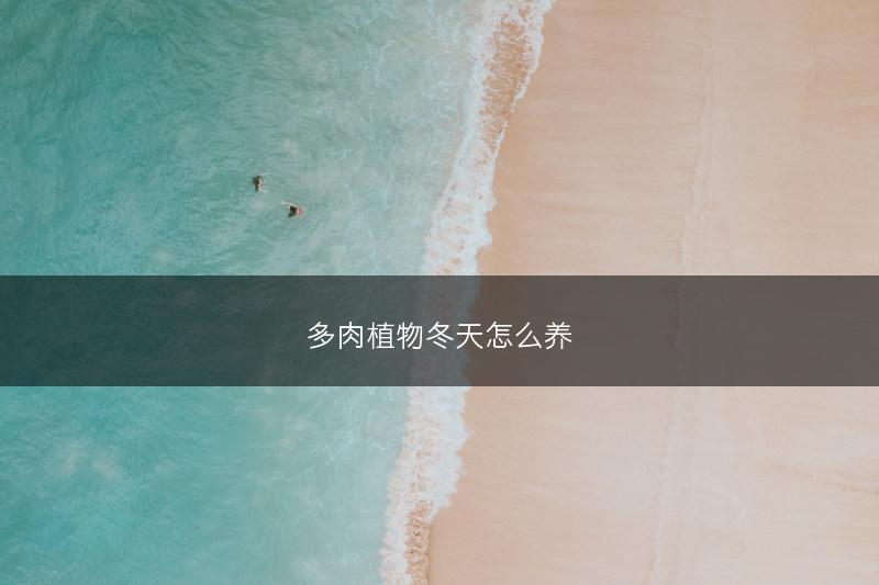 多肉植物冬天怎么养(图1) 多肉植物冬天怎么养(图1)