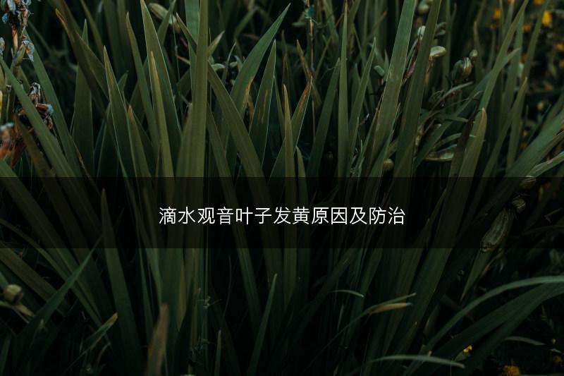 滴水观音叶子发黄原因及防治(图1) 滴水观音叶子发黄原因及防治(图1)