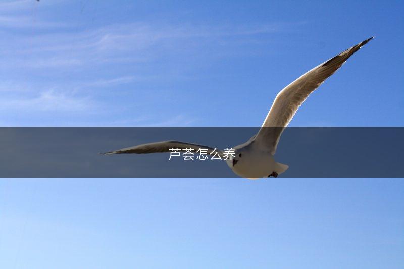 芦荟怎么养(图1) 芦荟怎么养(图1)