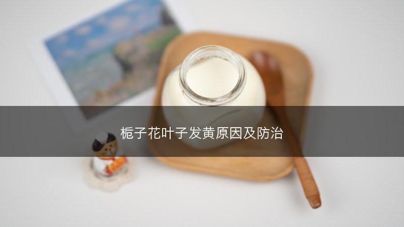 栀子花叶子发黄原因及防治(图1)