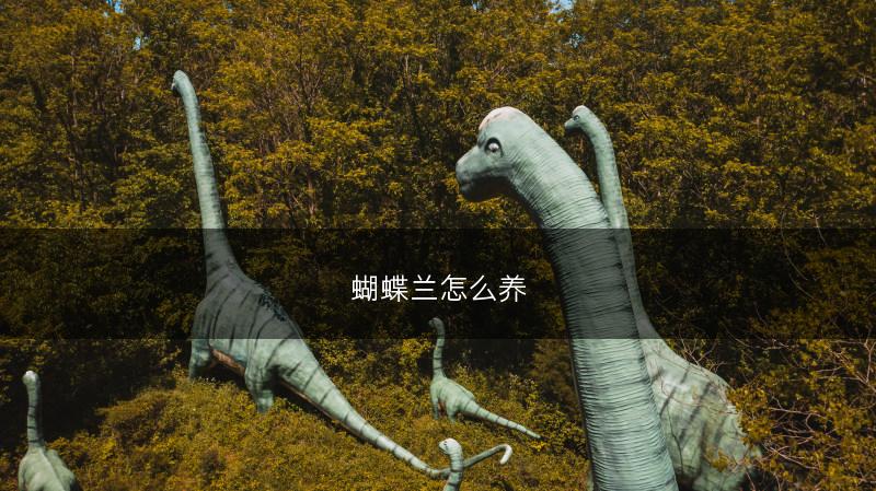 蝴蝶兰怎么养(图1)