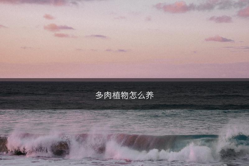 多肉植物怎么养(图1)