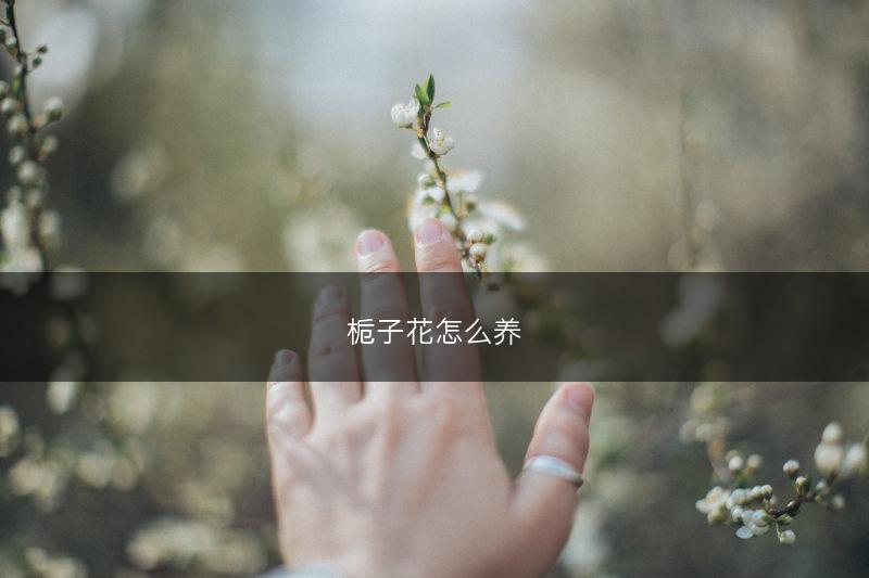 栀子花怎么养(图1)