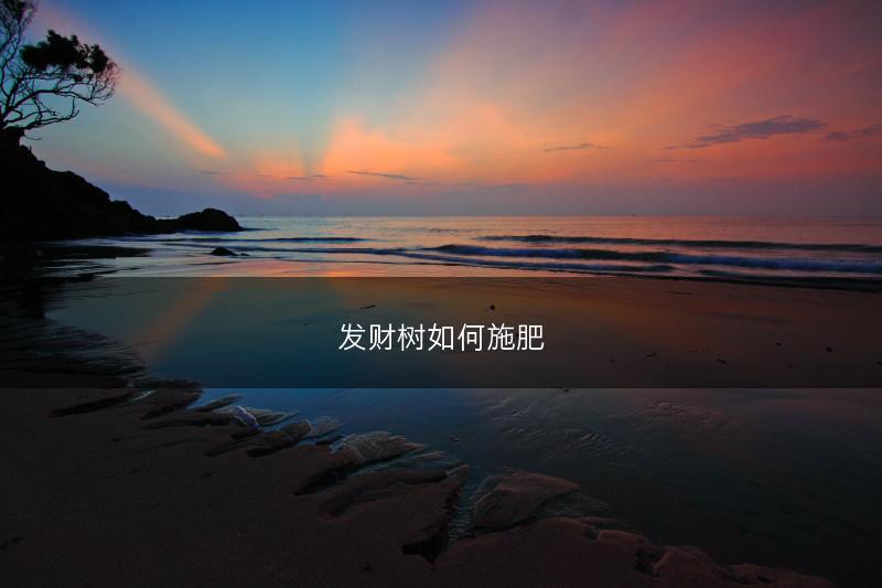 发财树如何施肥(图1) 发财树如何施肥(图1)