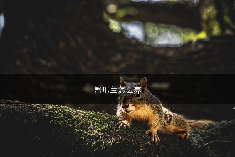 蟹爪兰怎么养(图1)