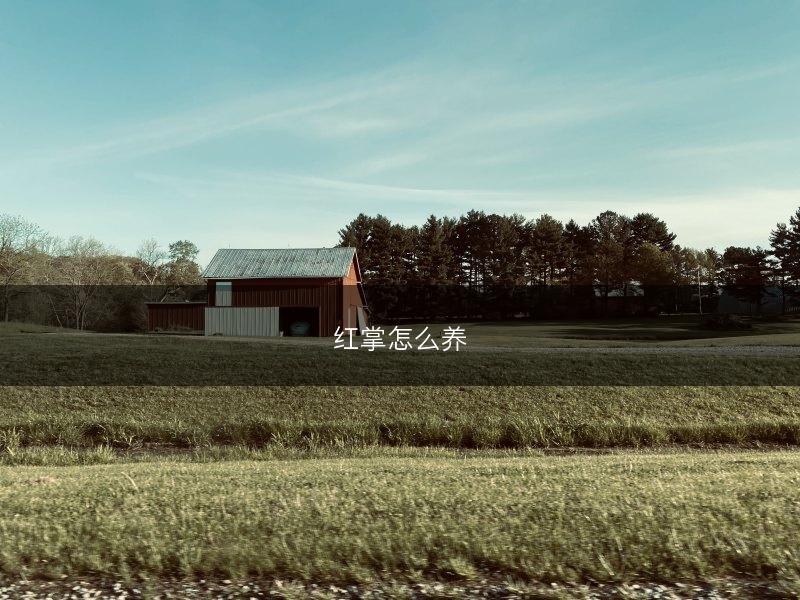 红掌怎么养(图1)