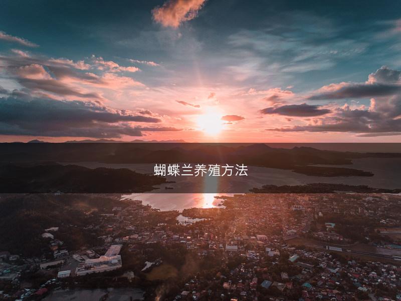 蝴蝶兰养殖方法(图1) 蝴蝶兰养殖方法(图1)