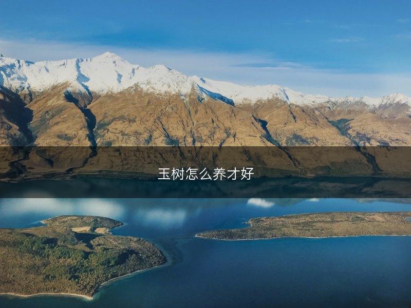 玉树怎么养才好(图1) 玉树怎么养才好(图1)