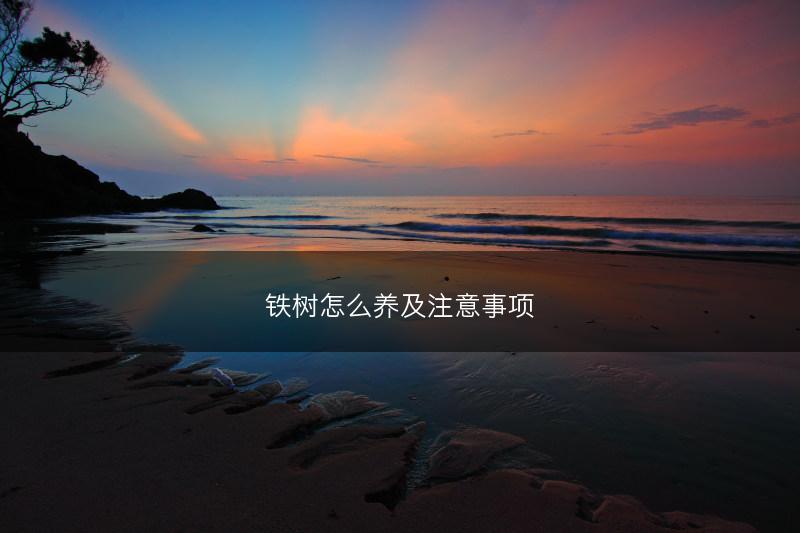 铁树怎么养及注意事项(图1)