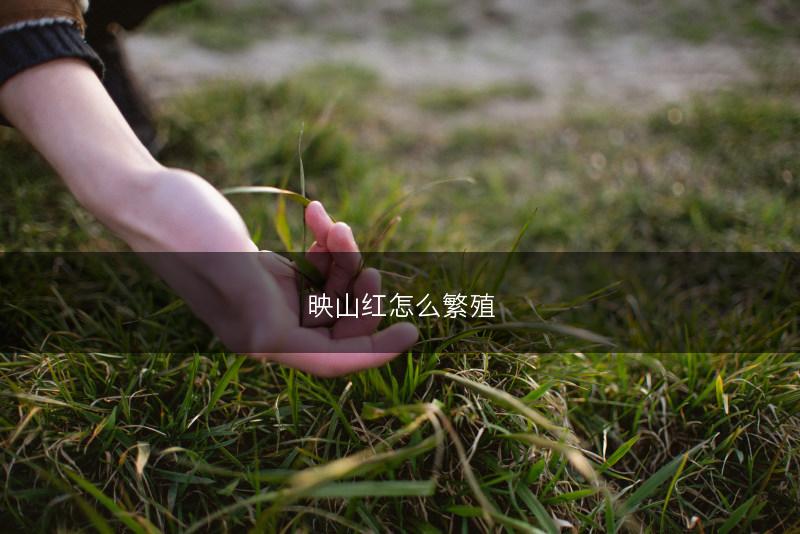 映山红怎么繁殖(图1)