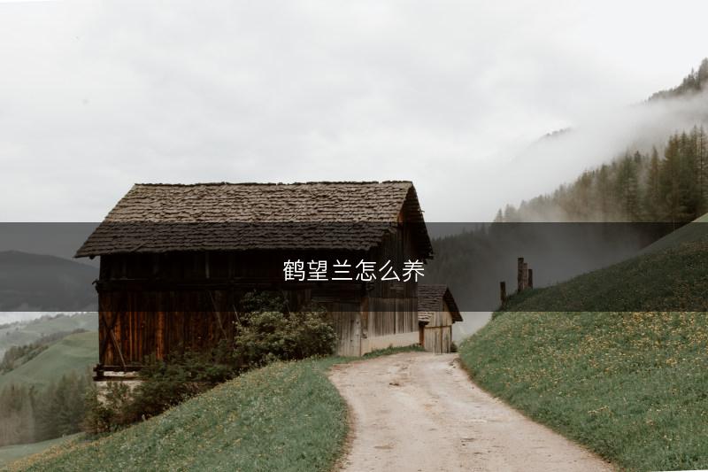 鹤望兰怎么养(图1) 鹤望兰怎么养(图1)