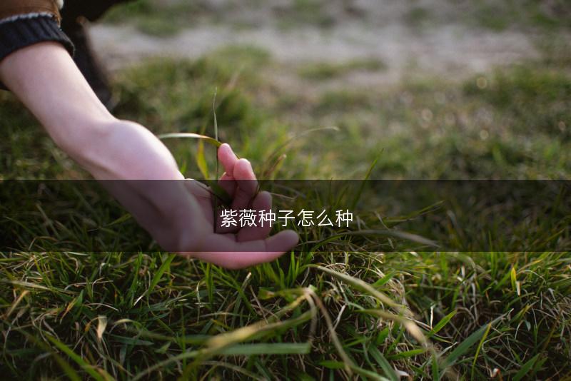 紫薇种子怎么种(图1)