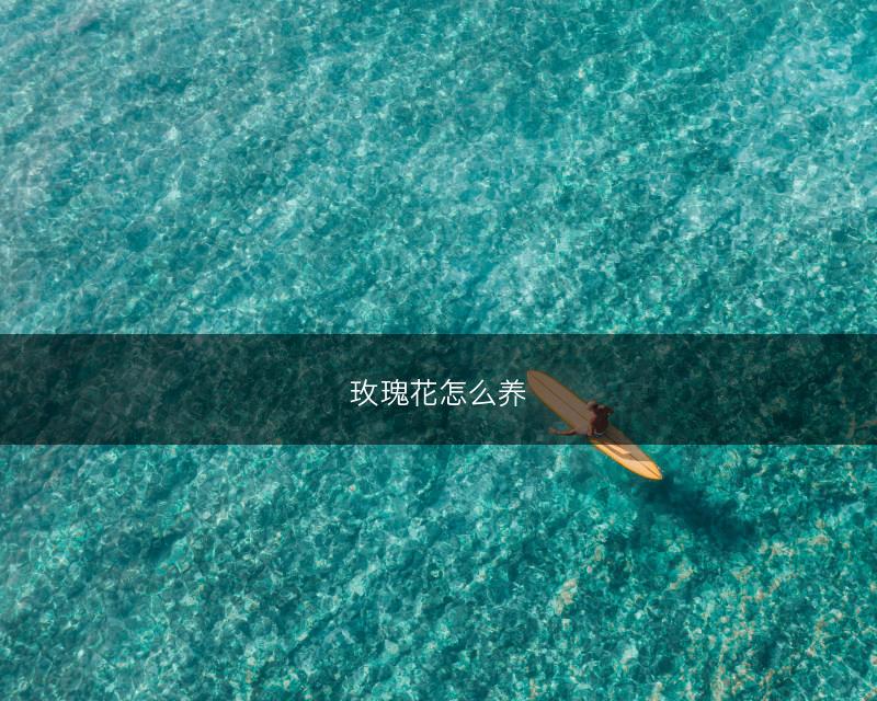 玫瑰花怎么养(图1) 玫瑰花怎么养(图1)