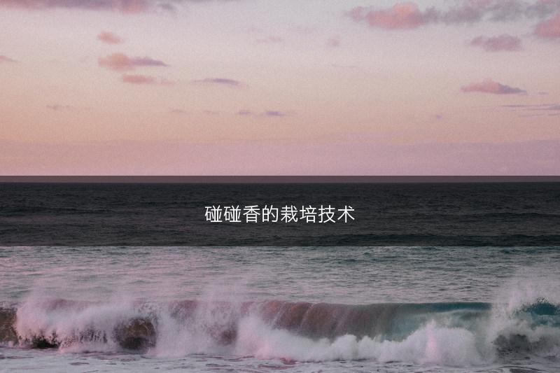 碰碰香的栽培技术(图1)