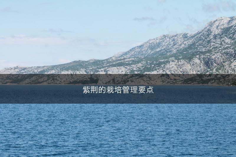 紫荆的栽培管理要点(图1)