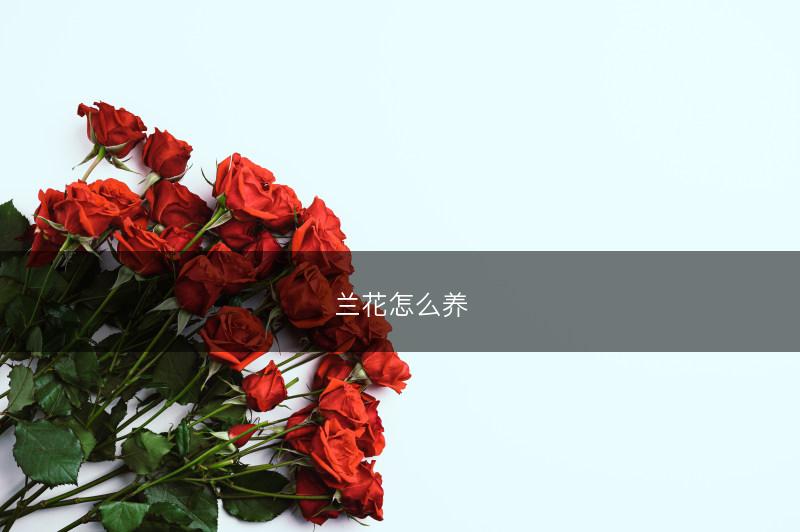 兰花怎么养(图1)