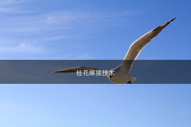 桂花嫁接技术(图1)