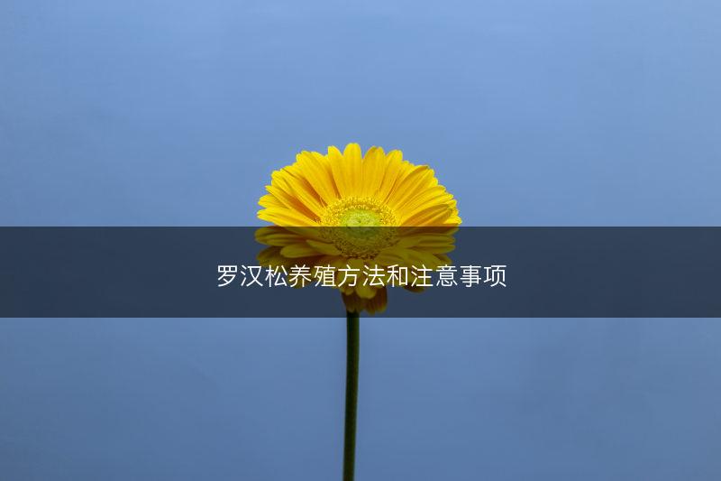 罗汉松养殖方法和注意事项(图1)