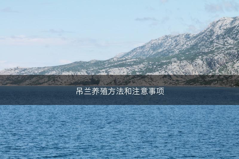 吊兰养殖方法和注意事项(图1) 吊兰养殖方法和注意事项(图1)