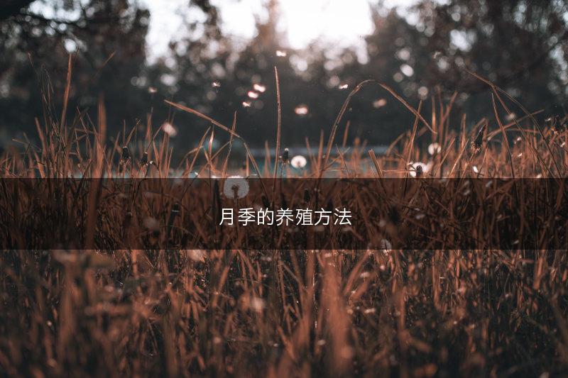 月季的养殖方法(图1)