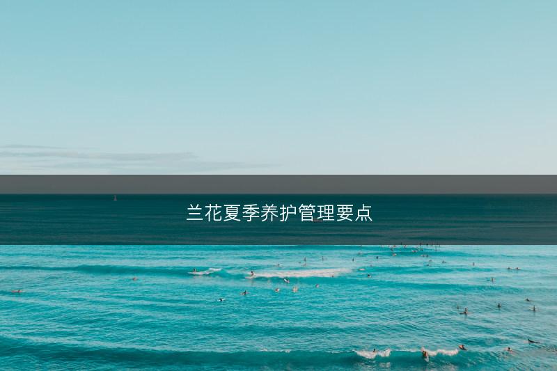 兰花夏季养护管理要点(图1)