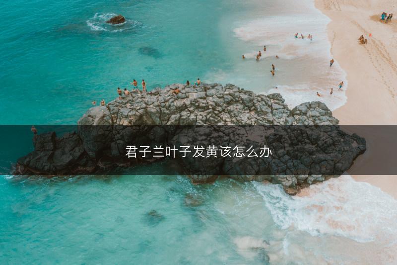 君子兰叶子发黄该怎么办(图1)