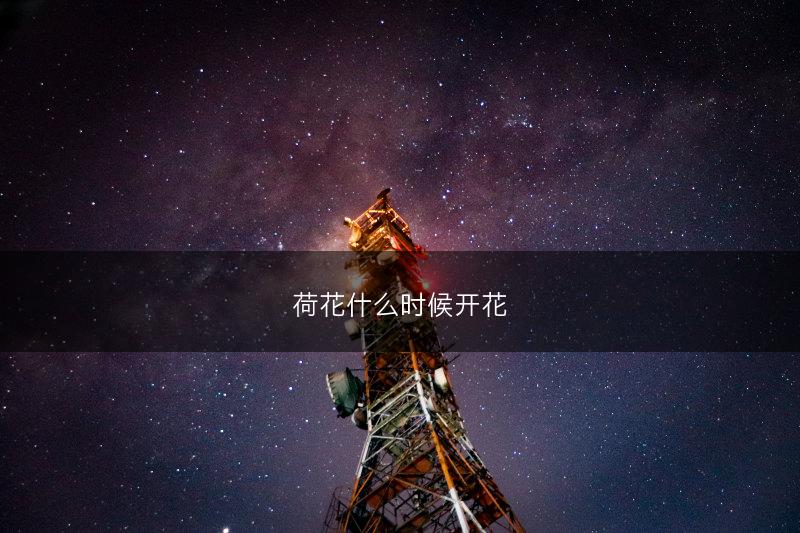 荷花什么时候开花(图1) 荷花什么时候开花(图1)