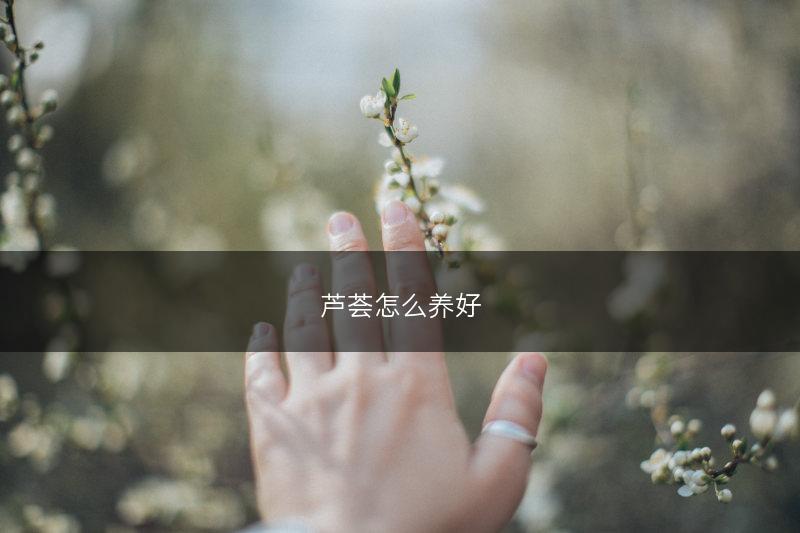 芦荟怎么养好(图1)