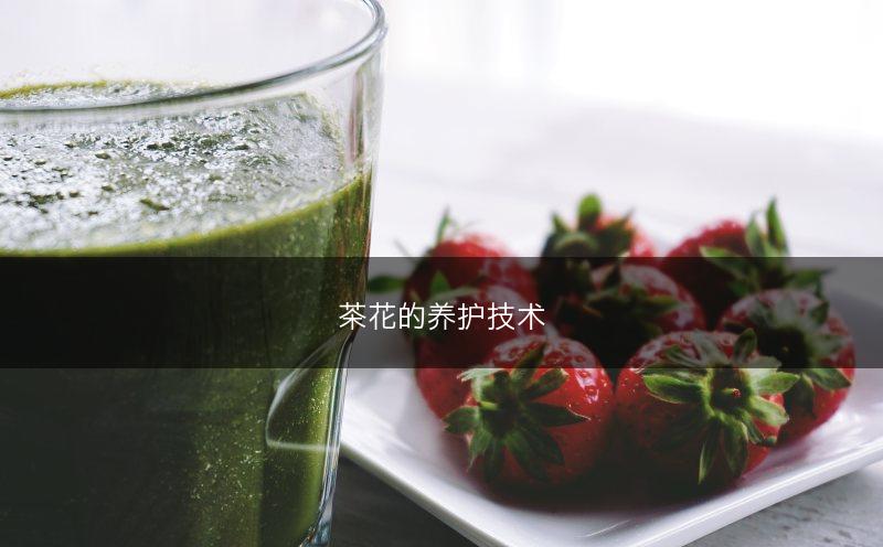 茶花的养护技术(图1)