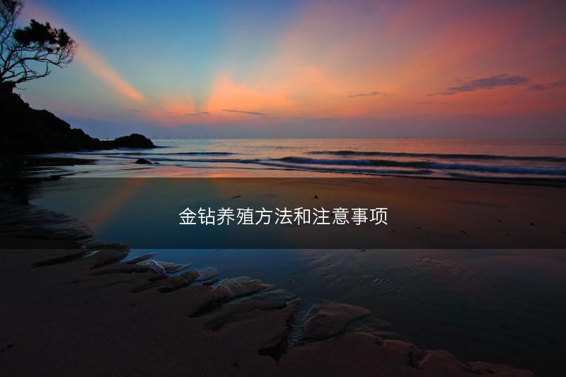 金钻养殖方法和注意事项(图1) 金钻养殖方法和注意事项(图1)