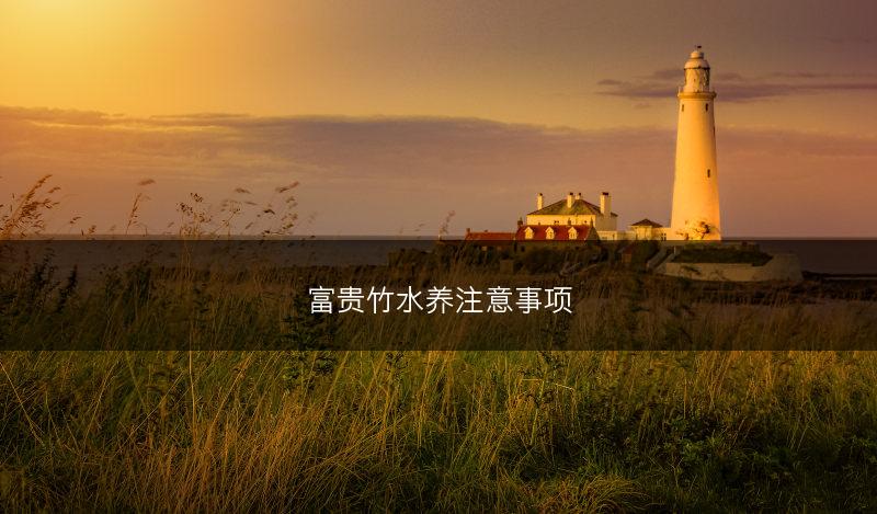 富贵竹水养注意事项(图1)