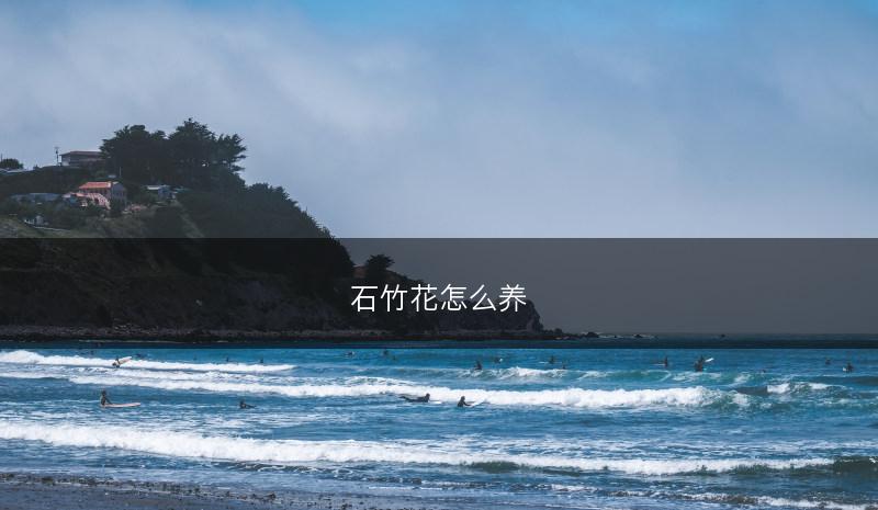 石竹花怎么养(图1)